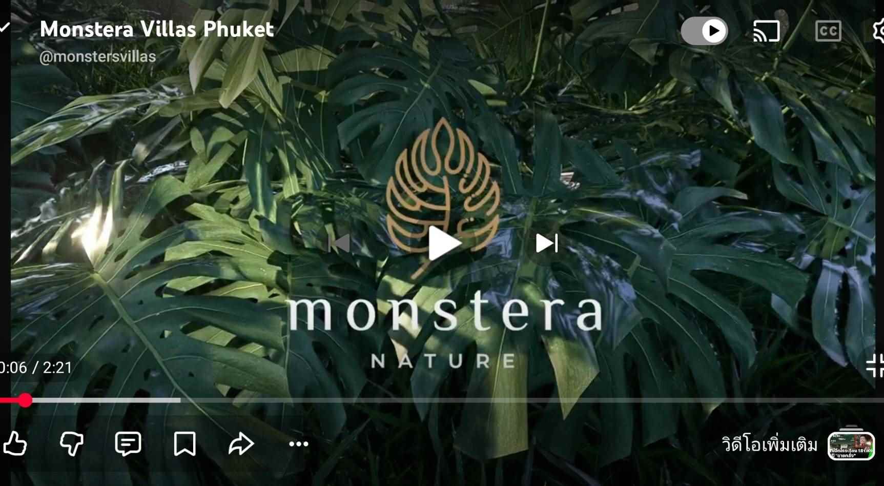 monstera for sale phuket